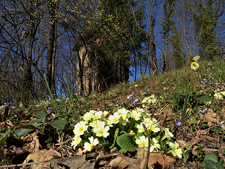 MONTE ZUCCO (1232 m) ad anello da casa-Zogno (300 m) con festa di fiori (17mar21)  - FOTOGALLERY